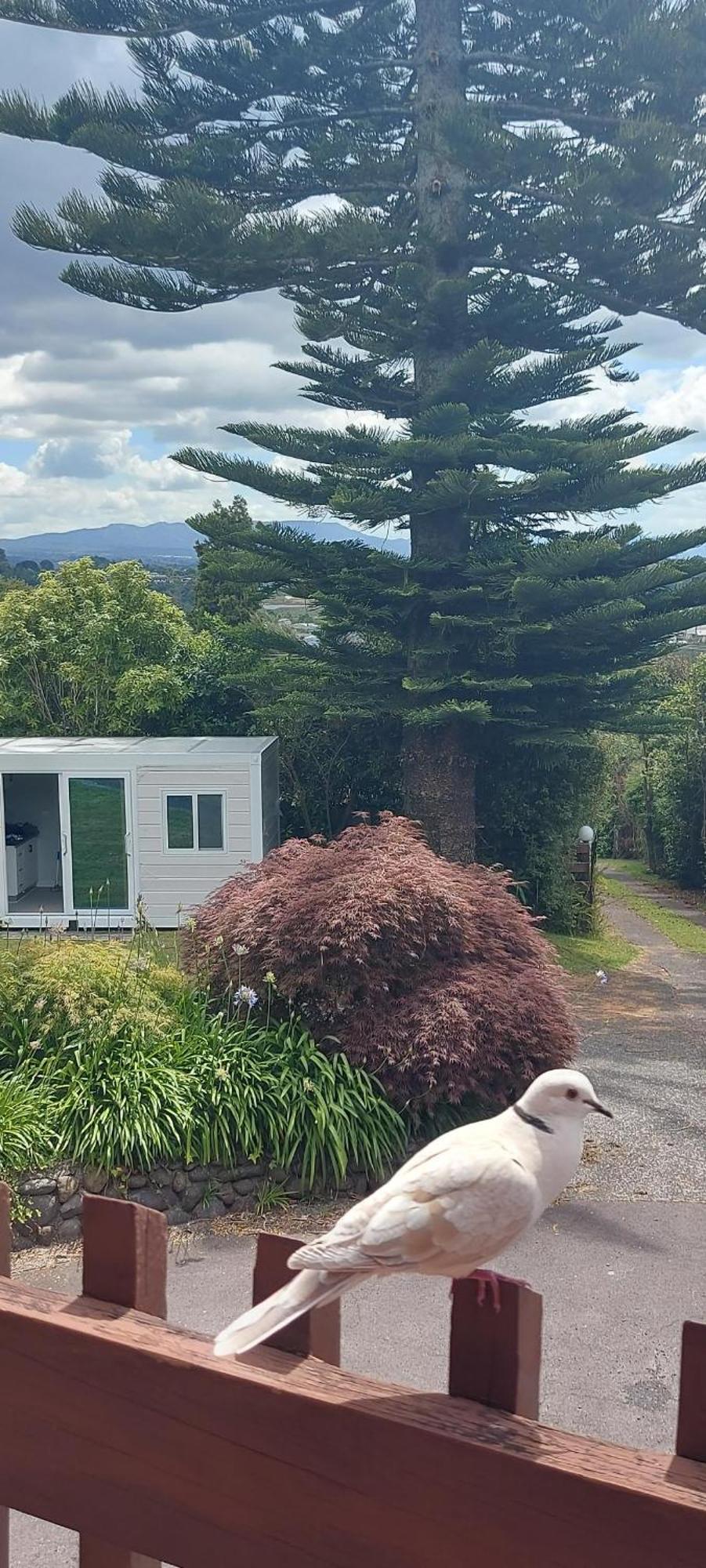 Haley'S Cabin Tauranga Exterior photo